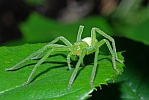 Micrommata virescens